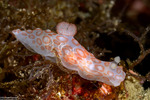 Gymnodoris