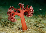 Octocorals
