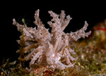 Phyllodesmium