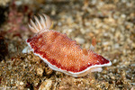 Chromodoris