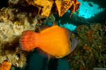 Filefishes