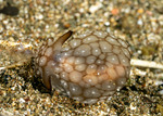 Pleurobranchaea