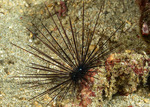 Euechinoidea