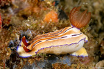 Hypselodoris