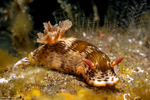 Chromodoris