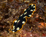 Pseudoceros