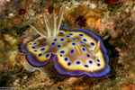 Nudipleura