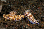 Nudibranchs