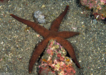 Sea Stars