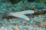 Dartfishes