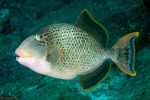 Triggerfishes