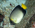 Apolemichthys
