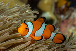 Anemonefishes