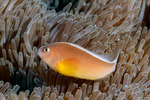 Anemonefishes