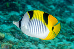 Butterflyfishes