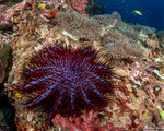 Acanthaster