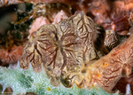 Echinochalina