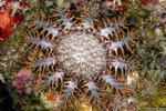 Acanthaster