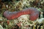 Holothuria