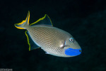 Triggerfishes