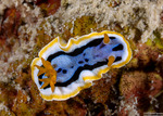 Chromodoris