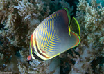 Chaetodon