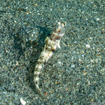 Tomiyamichthys