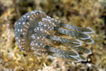 Scyphozoa